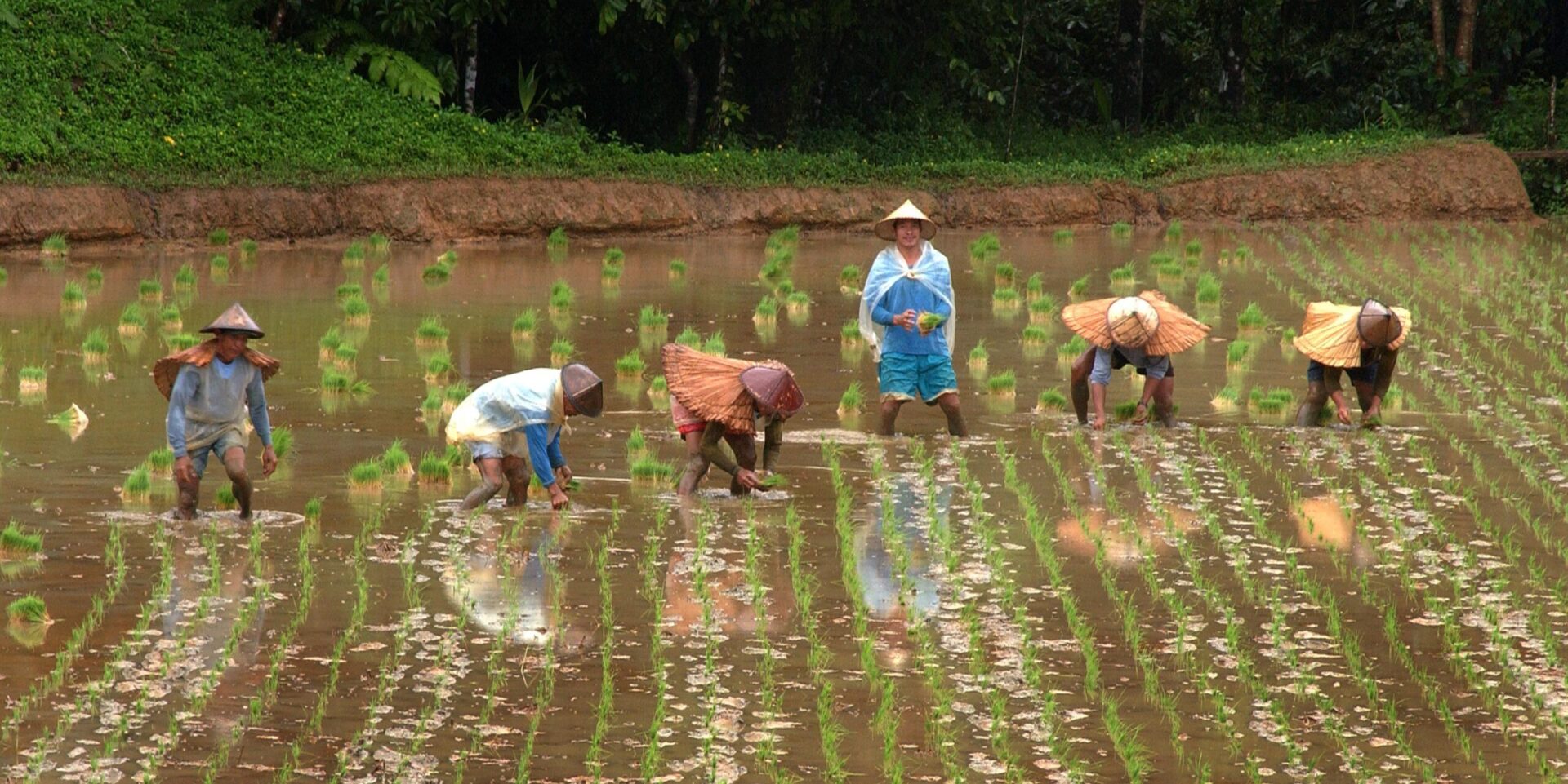 Six people harvesting rice standing in knee high water