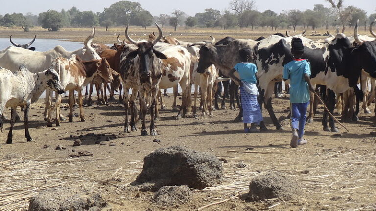 Pastoralism, farming and a changing climate in the Sahel region