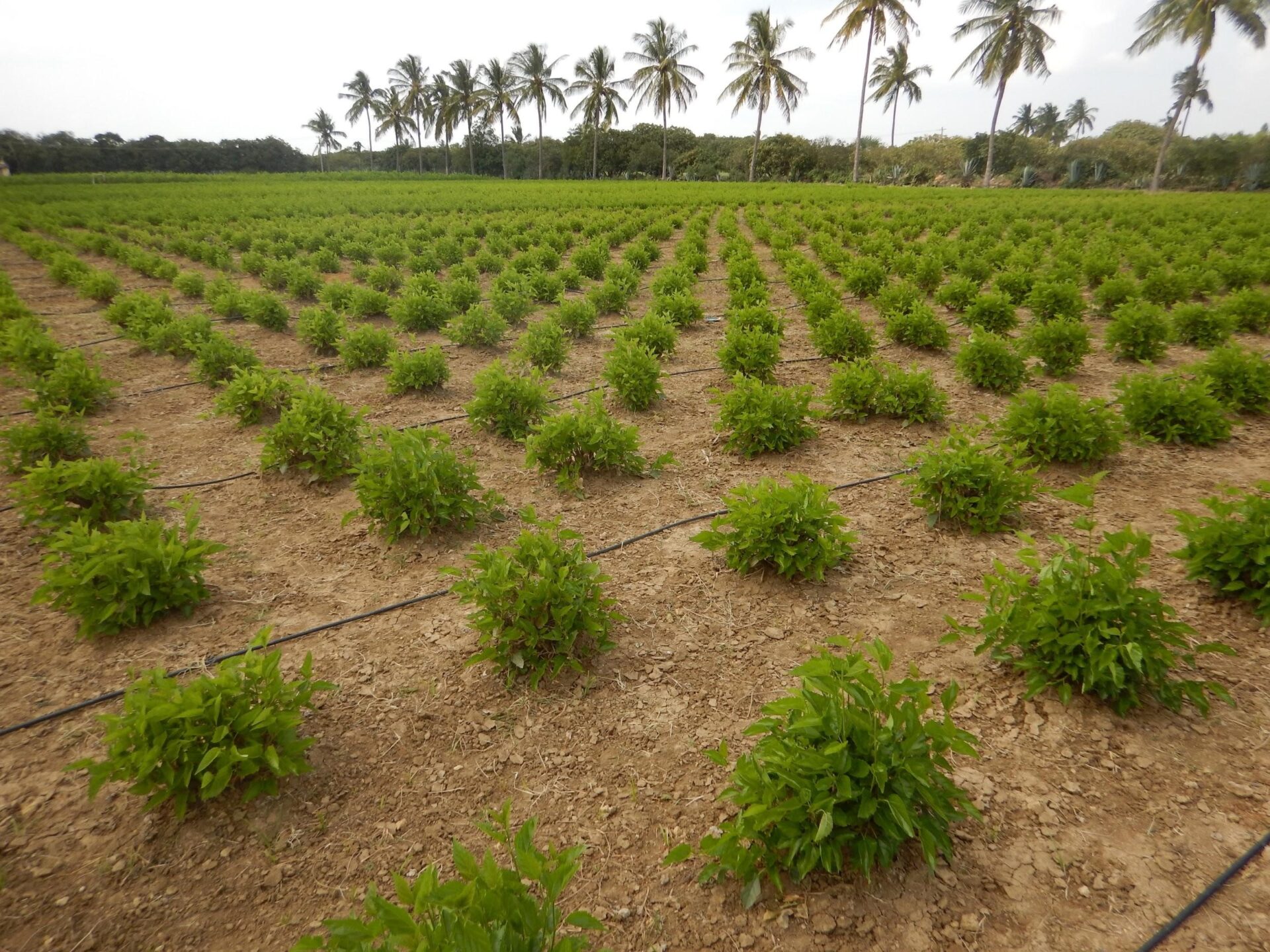 plants grow using drip irrigation in India