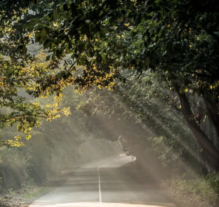 A Roadmap for African Resilience