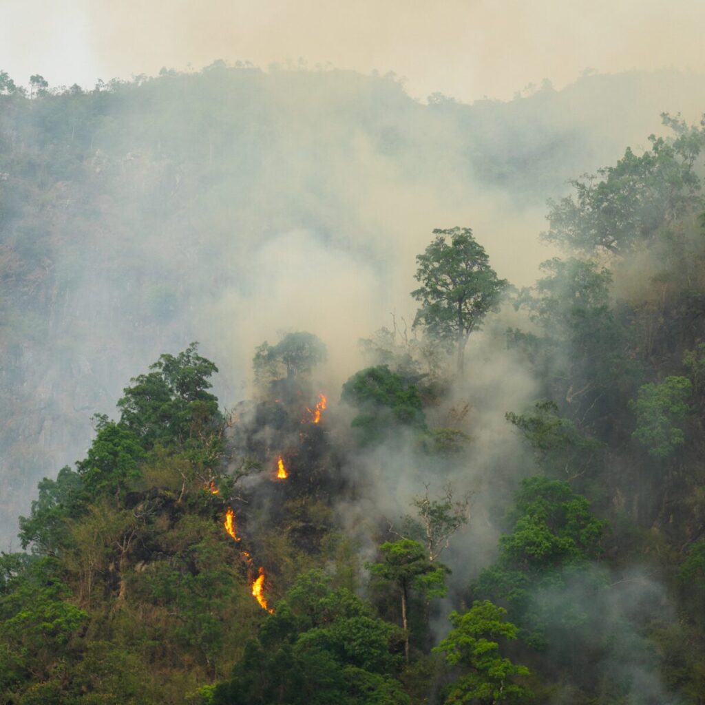 Webinar: From Knowledge to Collective Action on Wildfires in Brazil