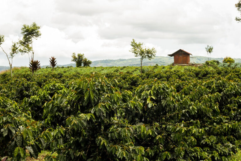 Co-designing in Tandem: Case study journeys to inspire and guide climate services