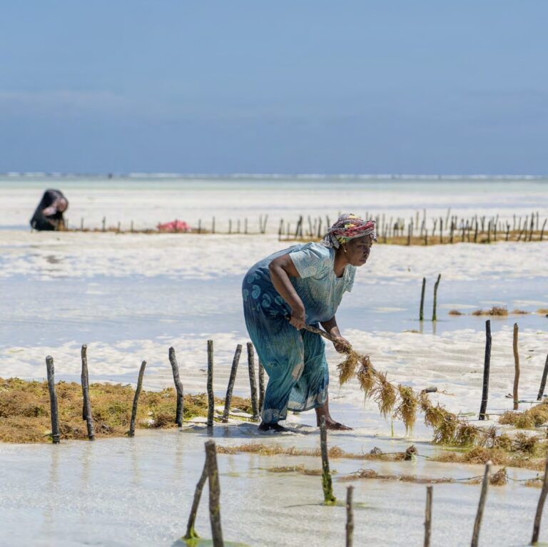 Advancing gender-responsive and socially inclusive practices in Nature-based Solutions for adaptation